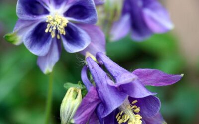 Leaning into the Light: Gardening in Mid-June