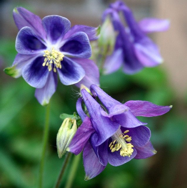 Leaning into the Light: Gardening in Mid-June