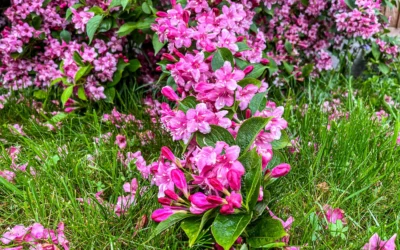 The Season Begins: Gardening in Early May
